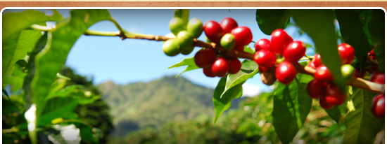 Voets Coffee
